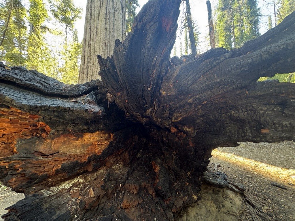 Fallen log