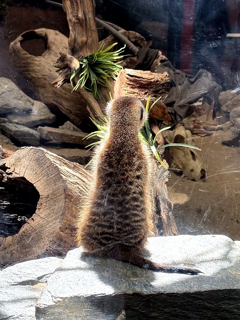 Meerkat