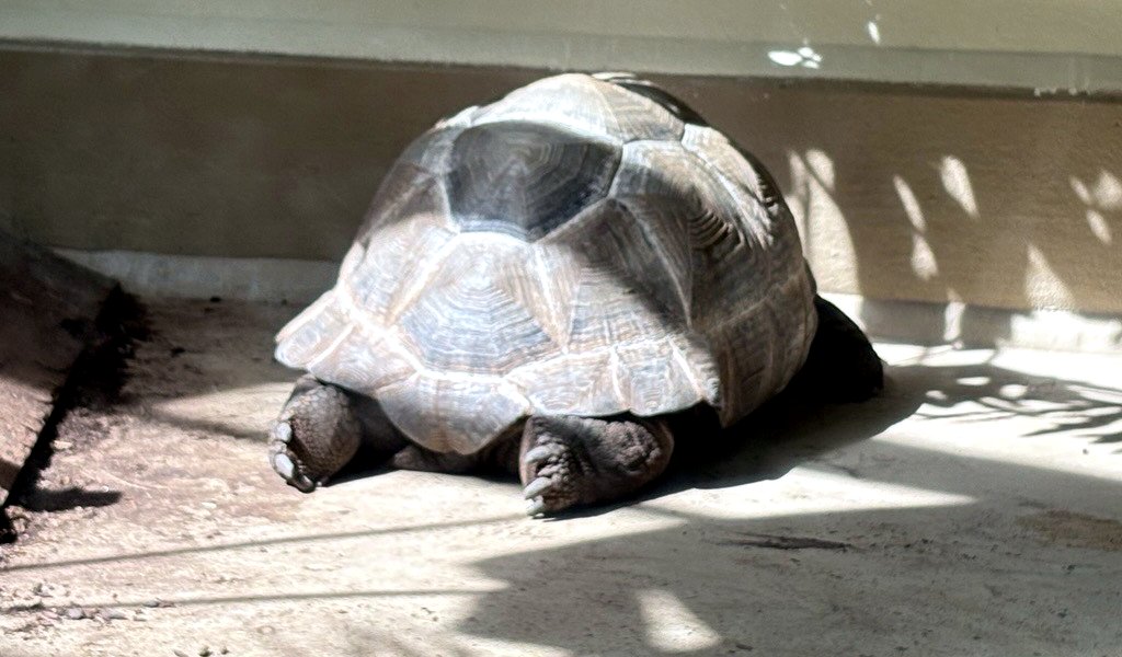 Tortoise